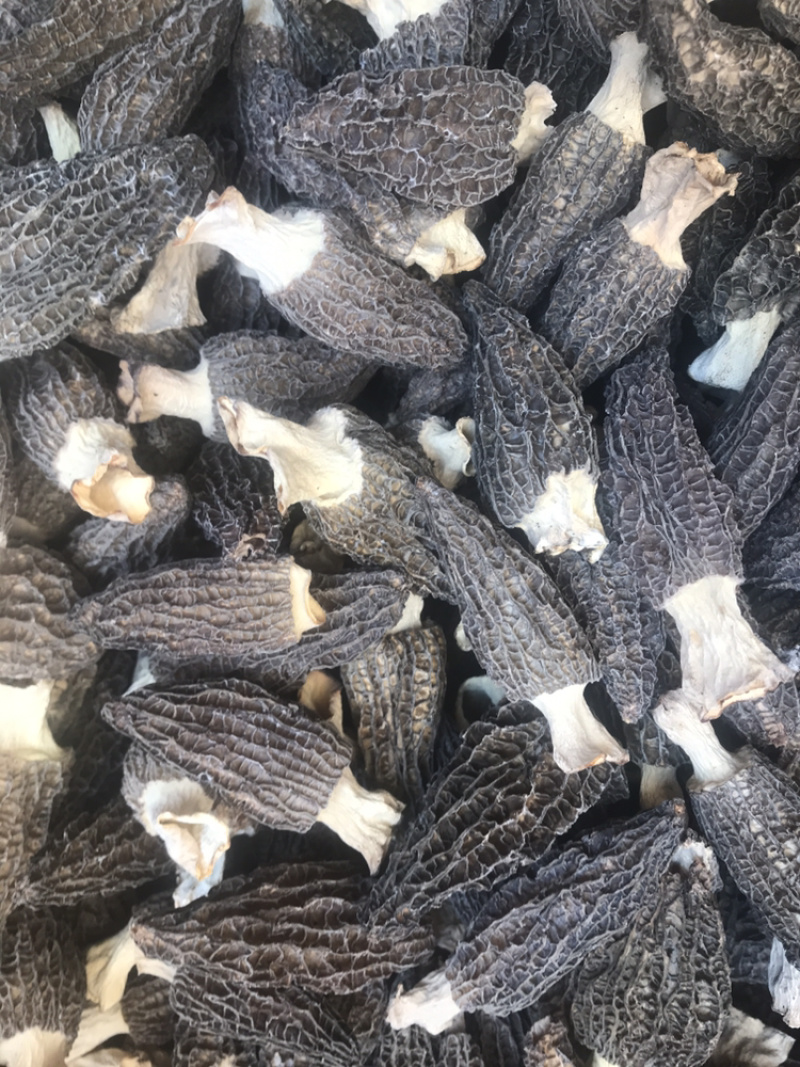 云南羊肚菌干货产地直销支持线上保障交易