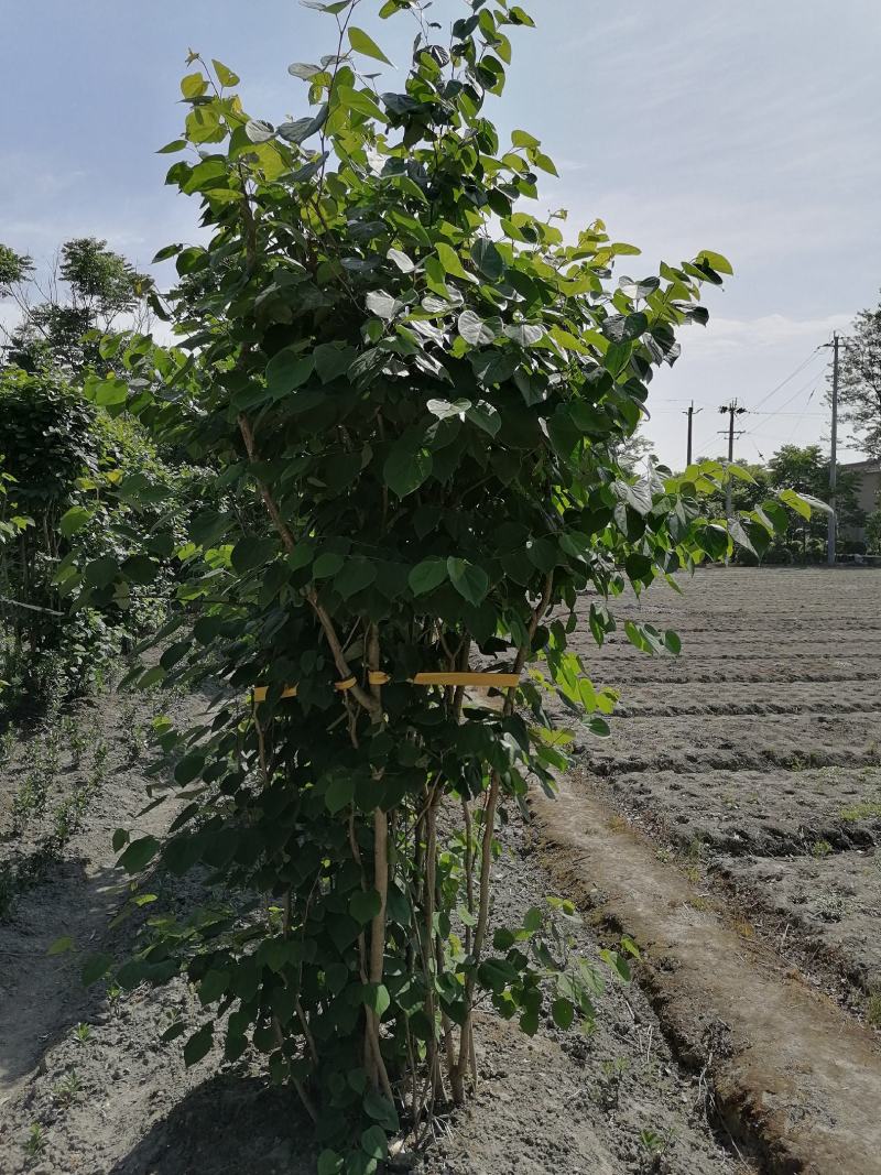 基地直销紫荆丛生巴杆红多杆满条红5-10杆