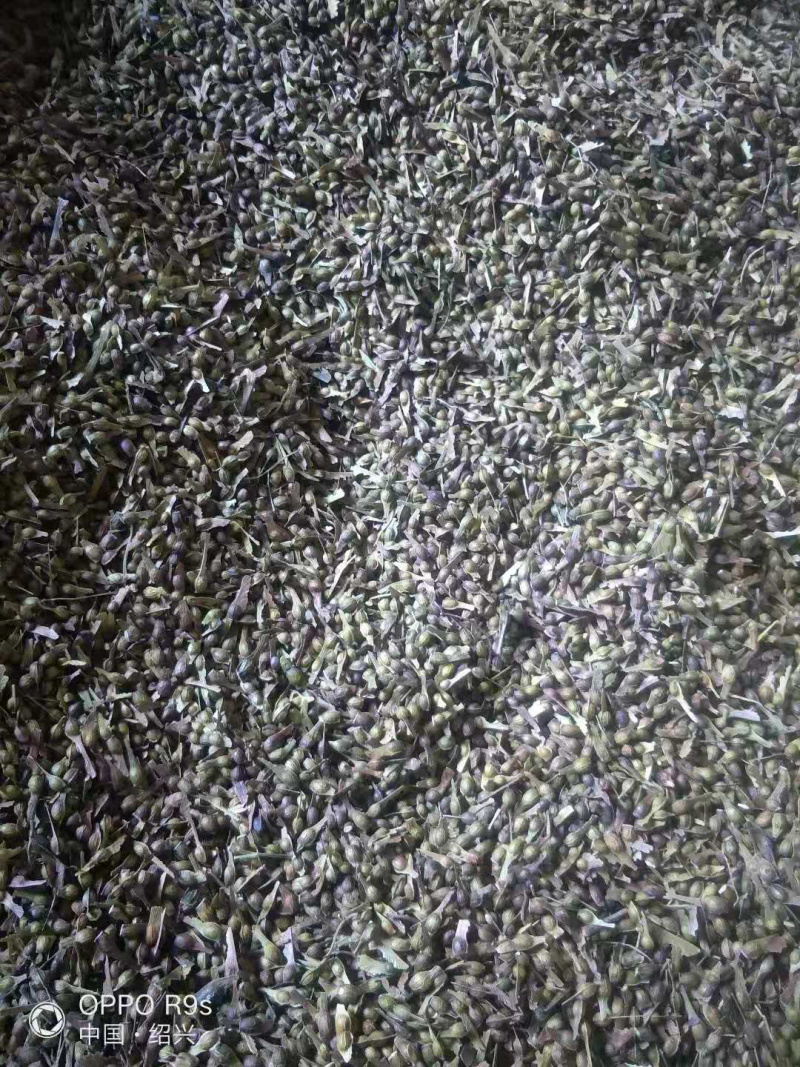 新采当年青枫种子阴干加工批发价格销售