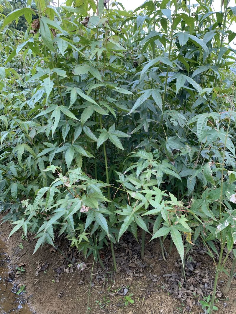 新采当年青枫种子阴干加工批发价格销售