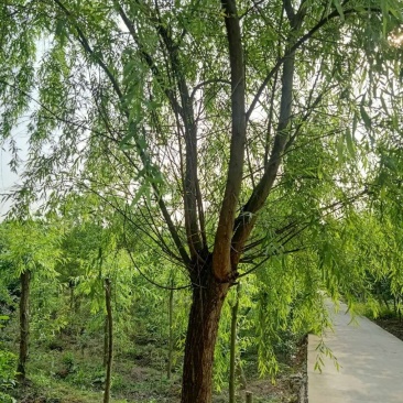 基地直销垂柳柳树批发垂柳一手货源垂柳量大从优