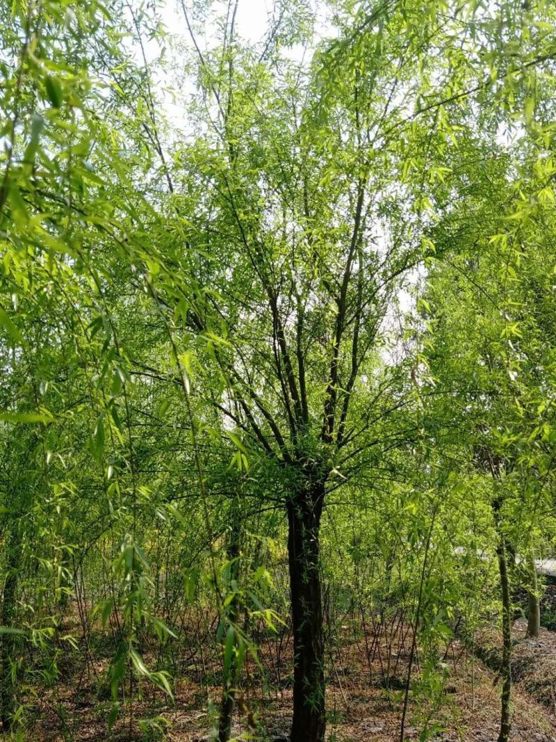 基地直销垂柳柳树批发垂柳一手货源垂柳量大从优