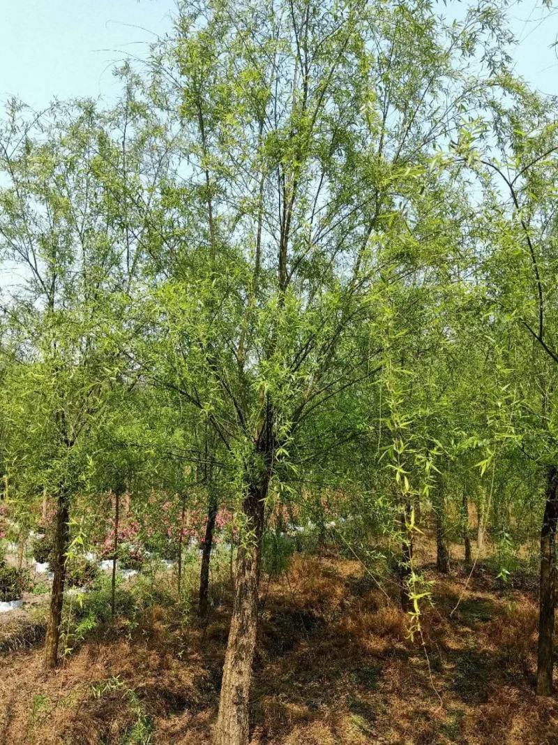 基地直销垂柳柳树批发垂柳一手货源垂柳量大从优