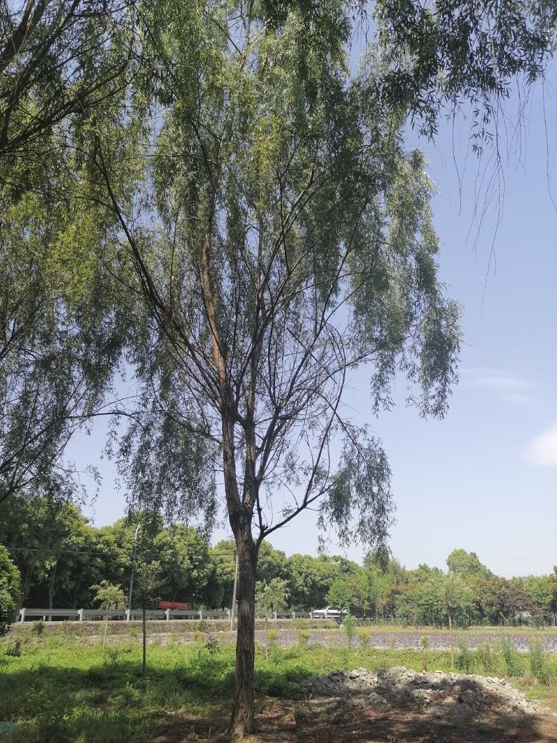 基地直销垂柳柳树批发垂柳一手货源垂柳量大从优