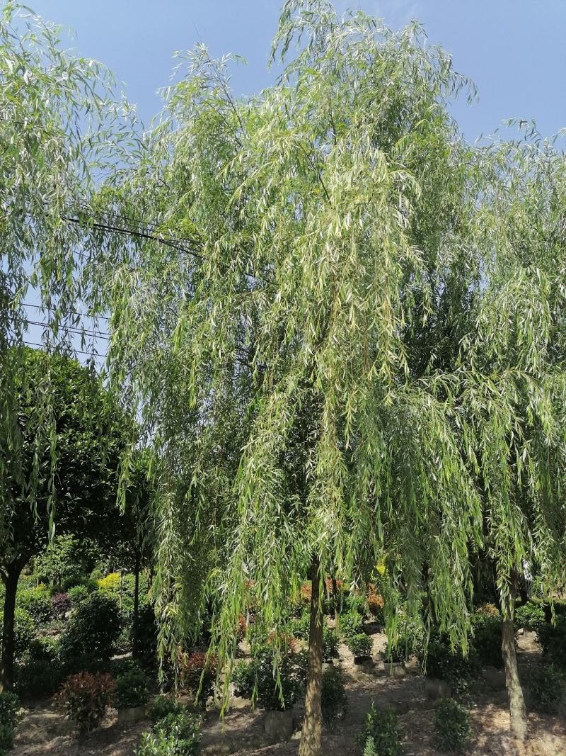 基地直销垂柳柳树批发垂柳一手货源垂柳量大从优