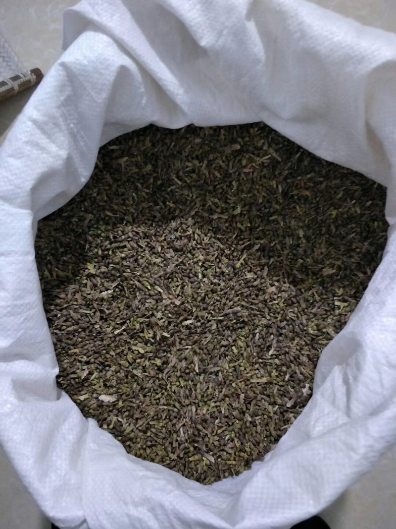 优质鸡爪槭种子当年采摘新种子发芽率高