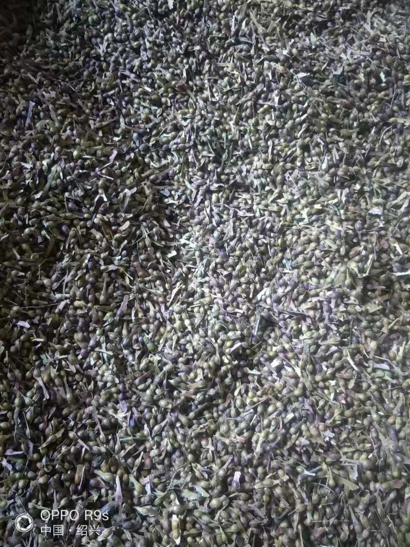 优质鸡爪槭种子当年采摘新种子发芽率高