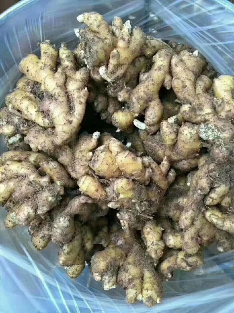小黄姜批发价格山东日照临沂小黄姜价格潍坊莱芜小黄姜价格