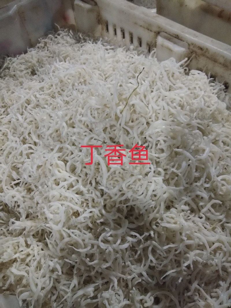 银针鱼渤海湾特无盐烘干而成