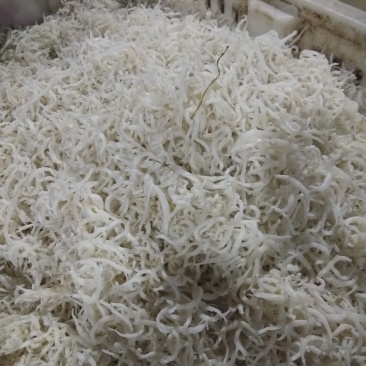 银针鱼渤海湾特无盐烘干而成