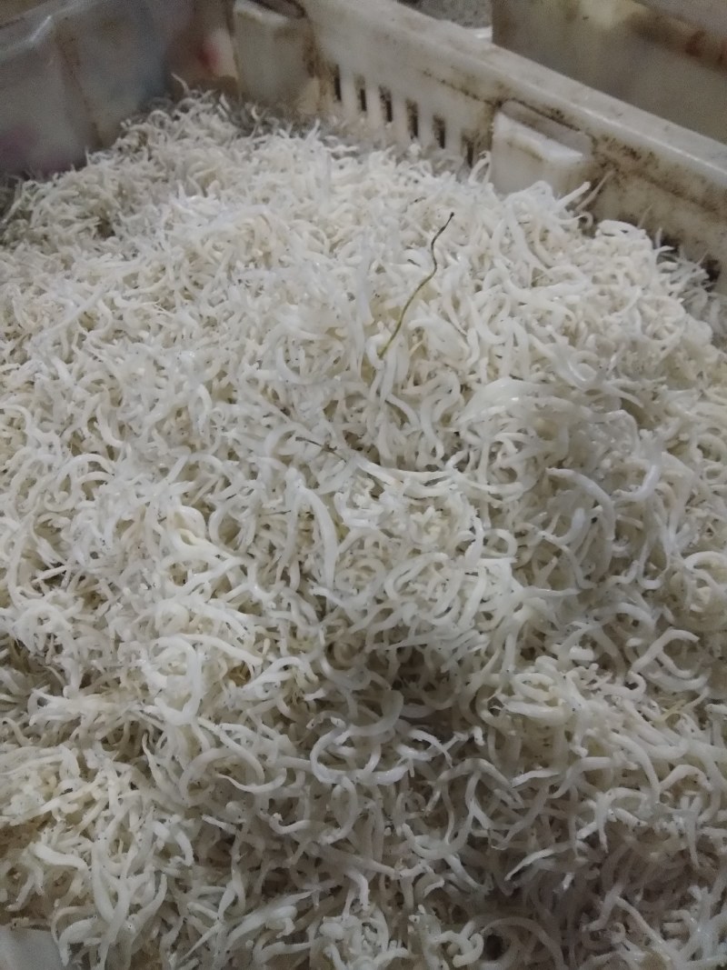 银针鱼渤海湾特无盐烘干而成