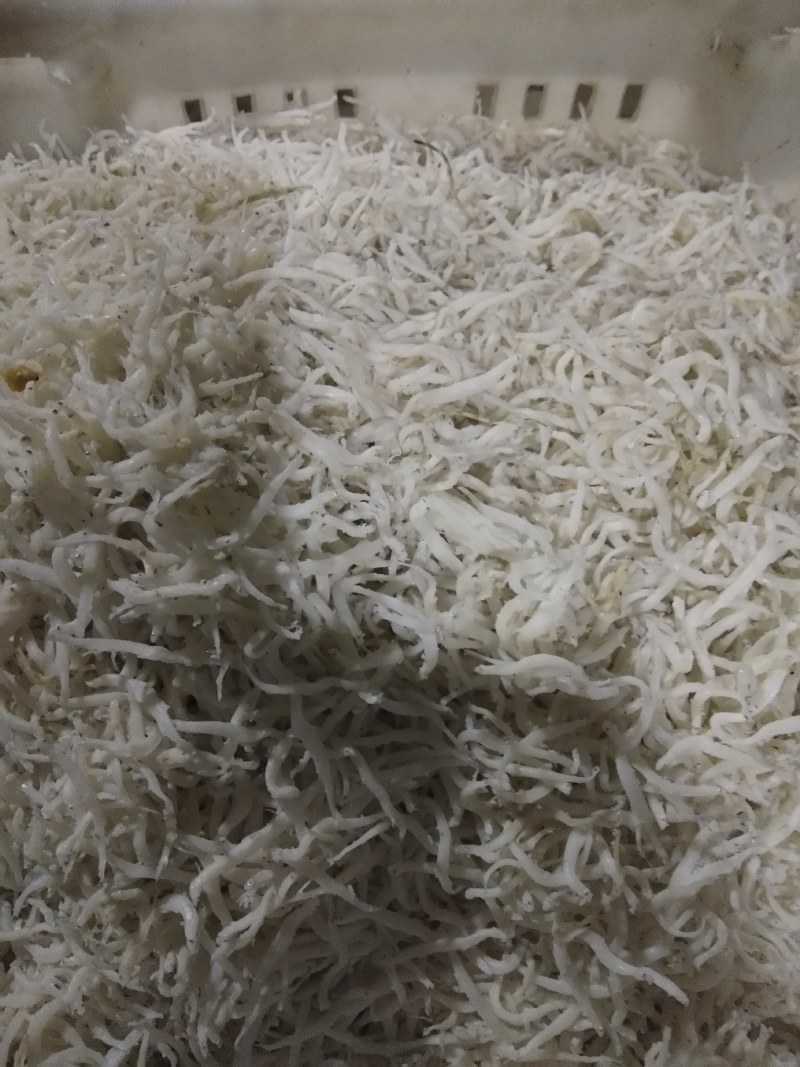 银针鱼渤海湾特无盐烘干而成