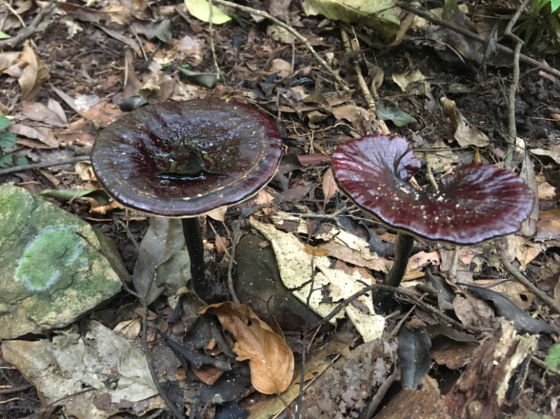 广西野生灵芝孢子粉紫灵芝