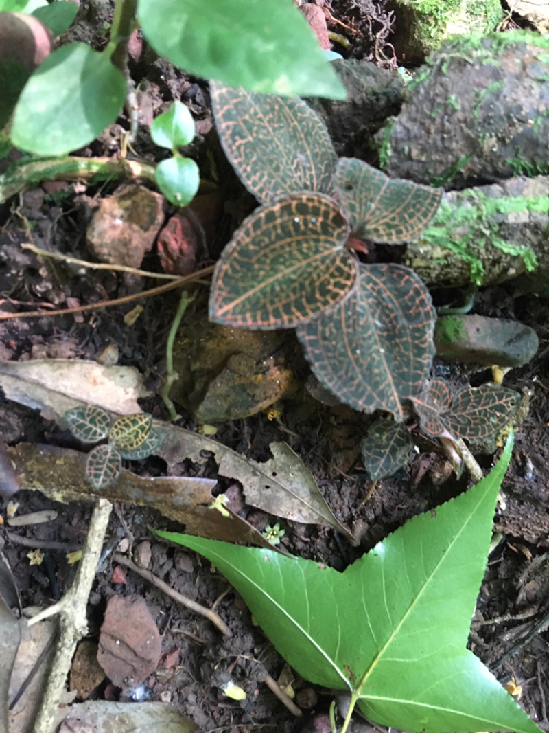 广西野生灵芝孢子粉紫灵芝