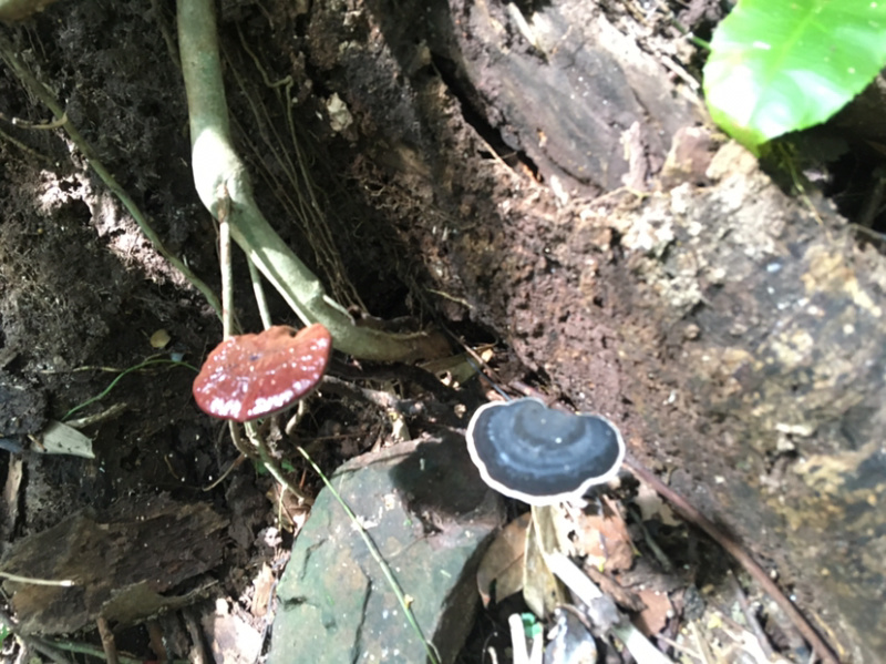 广西野生灵芝孢子粉紫灵芝