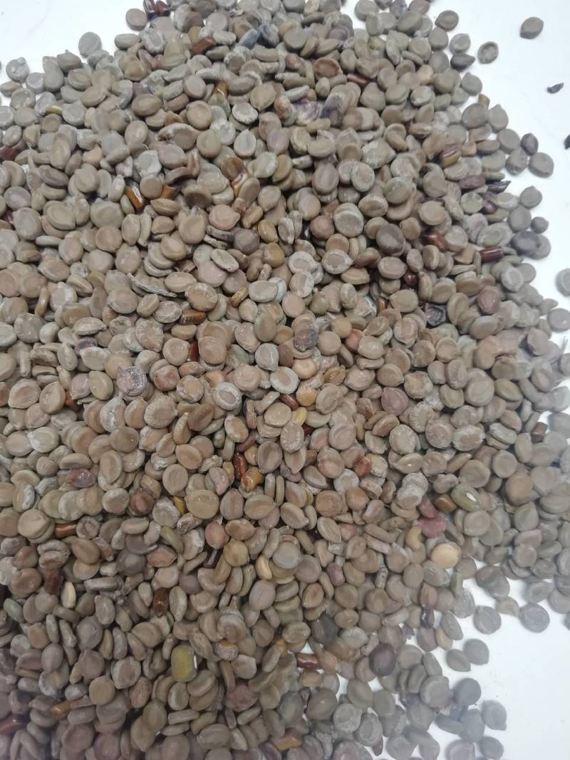 望江南，望江南籽望江南天然纯新货中药材望江南子