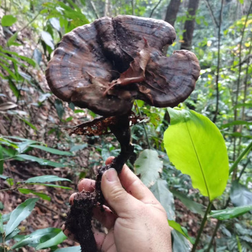 广西野生灵芝孢子粉紫灵芝