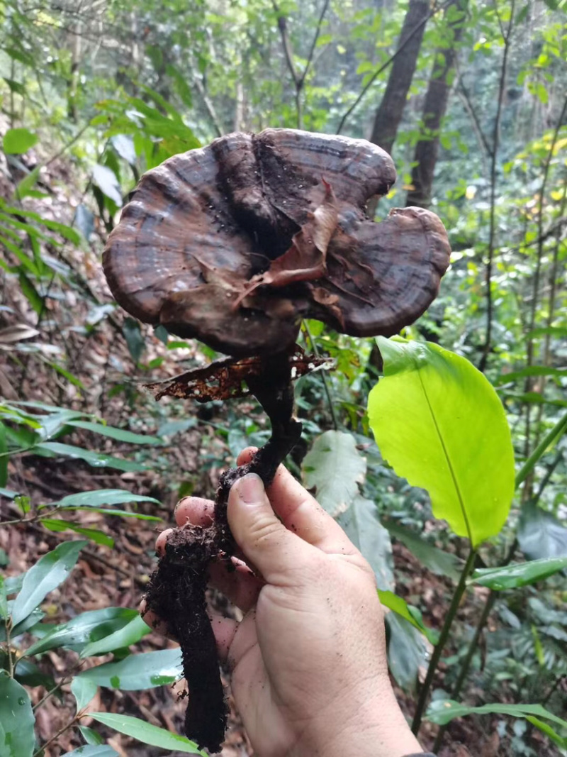广西野生灵芝孢子粉紫灵芝
