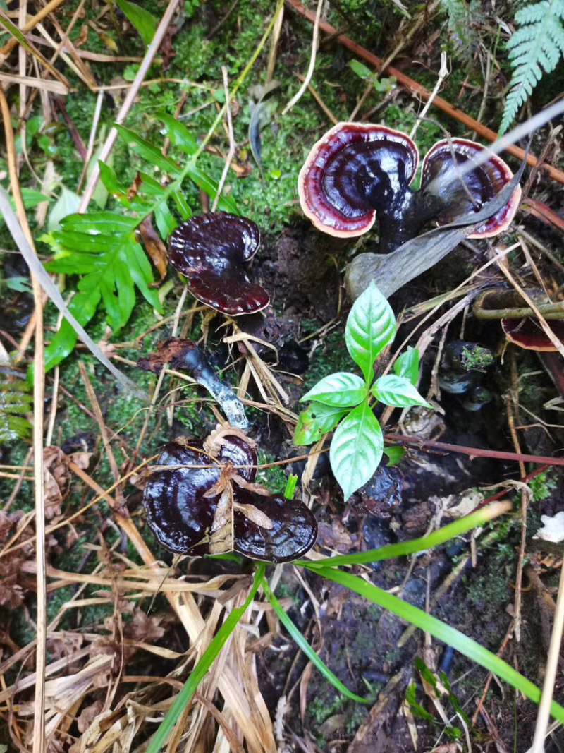 广西野生灵芝孢子粉紫灵芝
