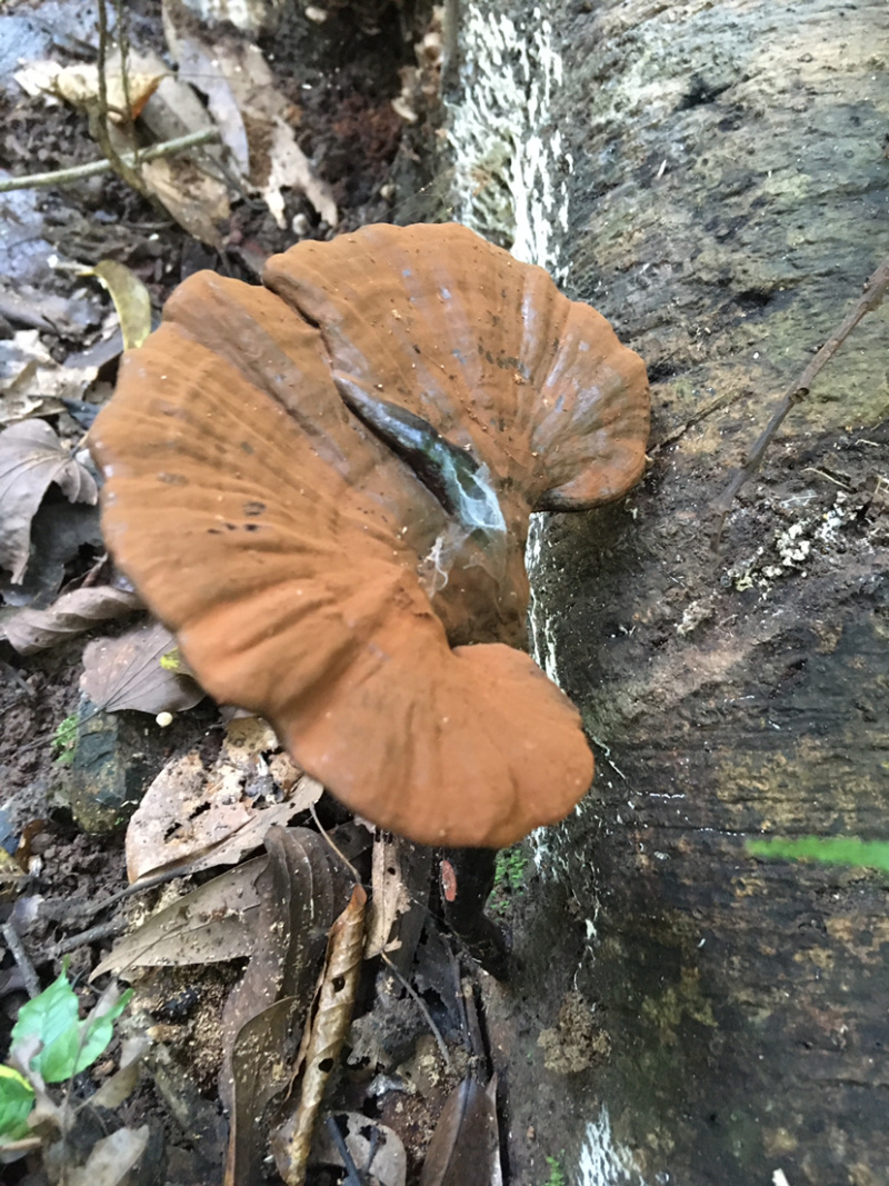 广西野生灵芝孢子粉紫灵芝