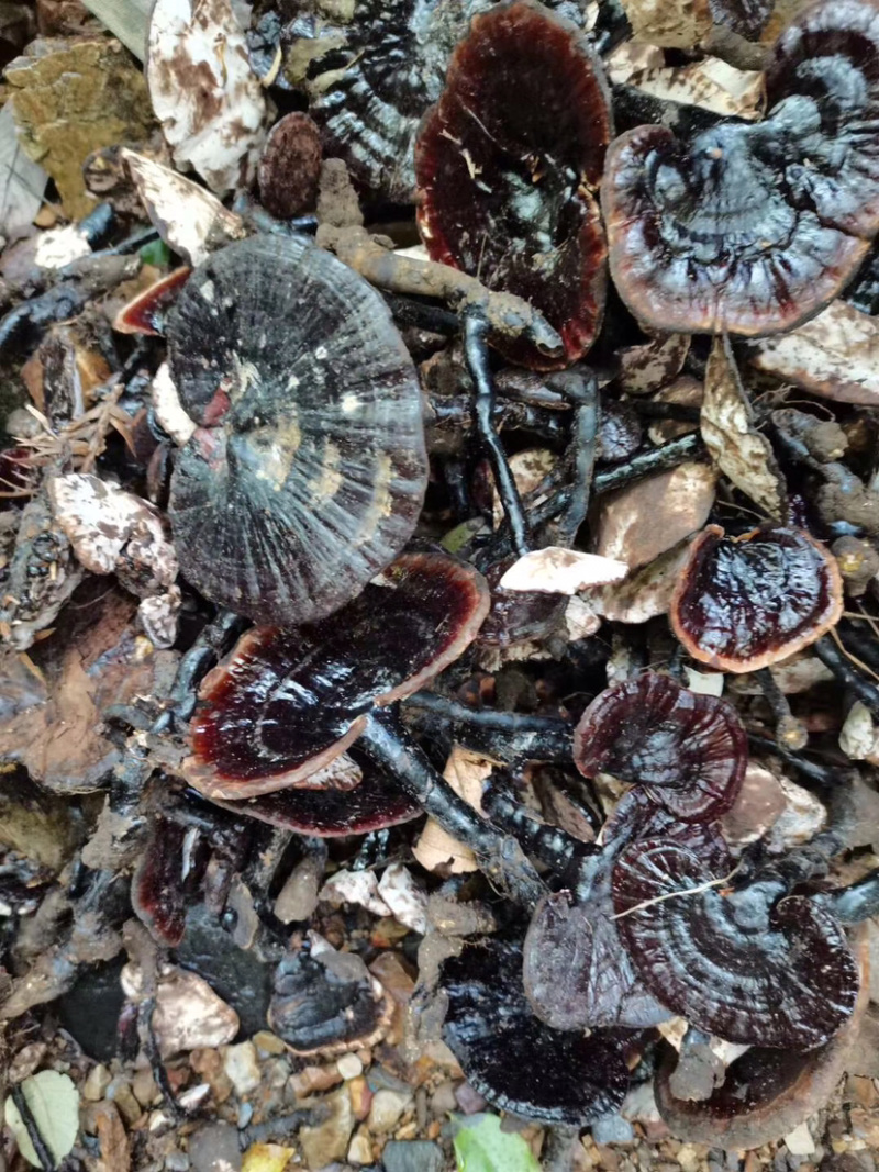 广西野生灵芝孢子粉紫灵芝