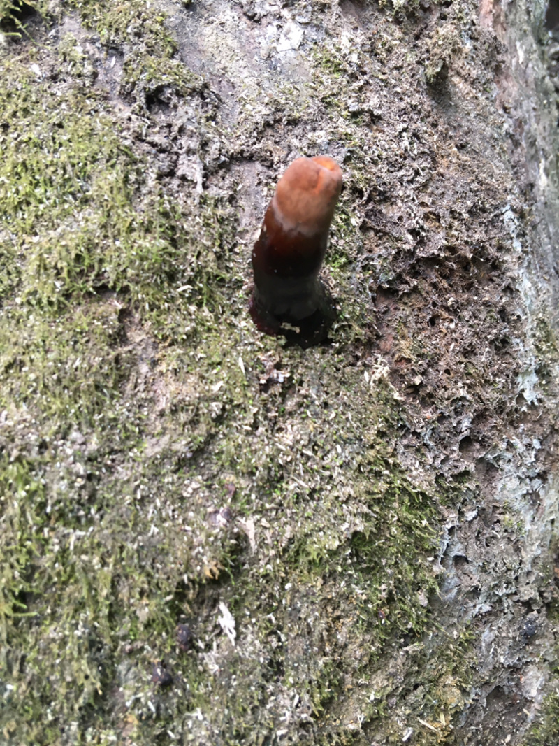 广西野生灵芝孢子粉紫灵芝