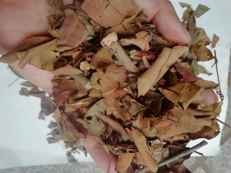 广西黄牛茶，黄牛木叶批发加零售