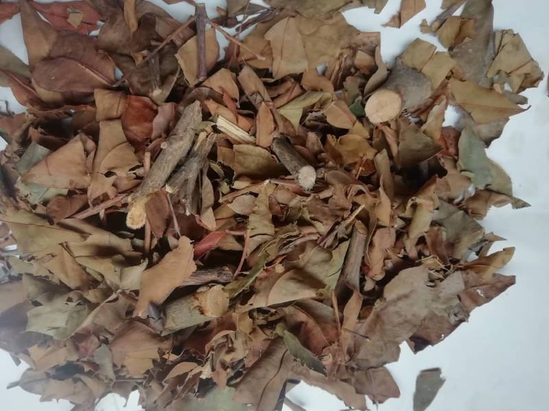 广西黄牛茶，黄牛木叶批发加零售