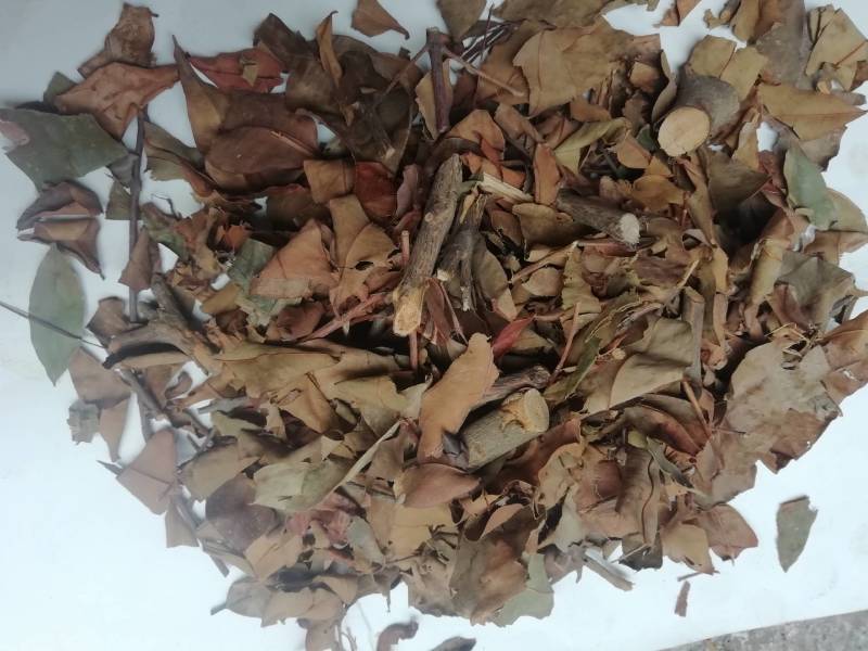 广西黄牛茶，黄牛木叶批发加零售