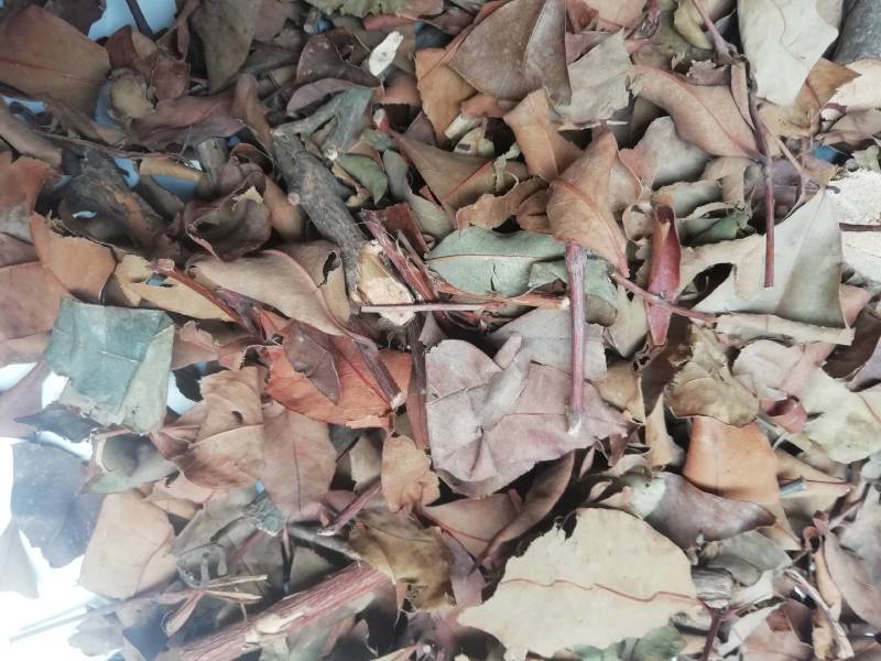 广西黄牛茶，黄牛木叶批发加零售
