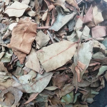广西黄牛茶，黄牛木叶批发加零售