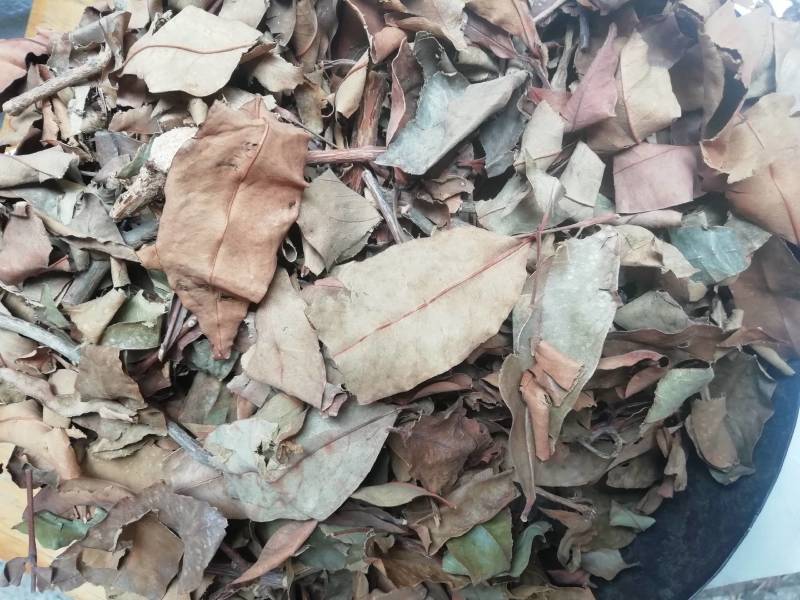 广西黄牛茶，黄牛木叶批发加零售