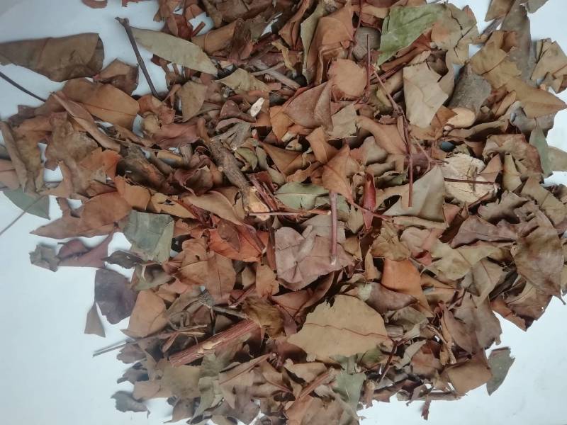 广西黄牛茶，黄牛木叶批发加零售