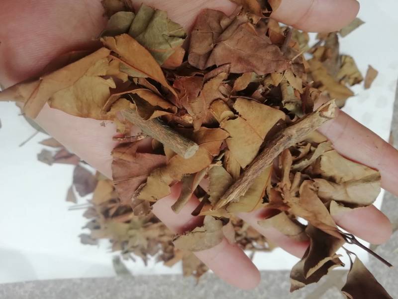 广西黄牛茶，黄牛木叶批发加零售