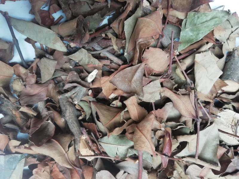 广西黄牛茶，黄牛木叶批发加零售