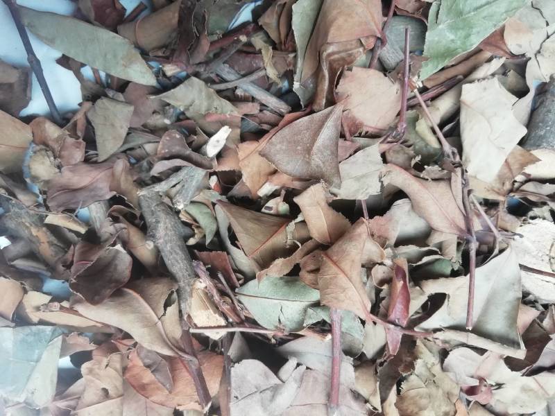 广西黄牛茶，黄牛木叶批发加零售