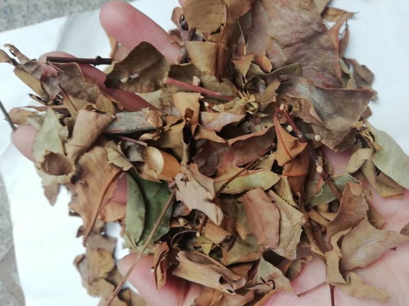 广西黄牛茶，黄牛木叶批发加零售