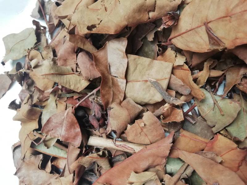 广西黄牛茶，黄牛木叶批发加零售