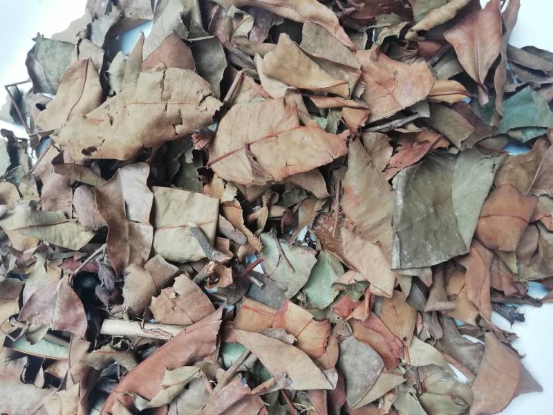 广西黄牛茶，黄牛木叶批发加零售