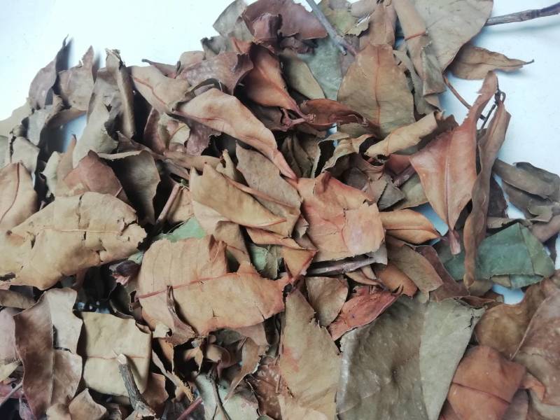 广西黄牛茶，黄牛木叶批发加零售