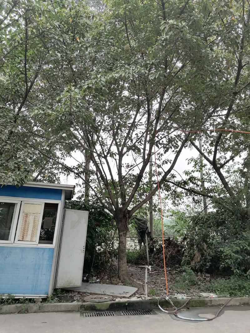 基地直销大叶榕榕树12-30公分精品货