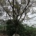 基地直销大叶榕榕树12-30公分精品货