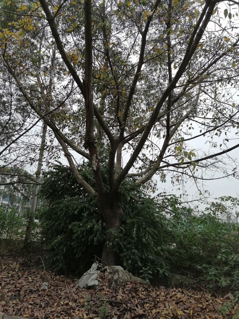 基地直销大叶榕榕树12-30公分精品货