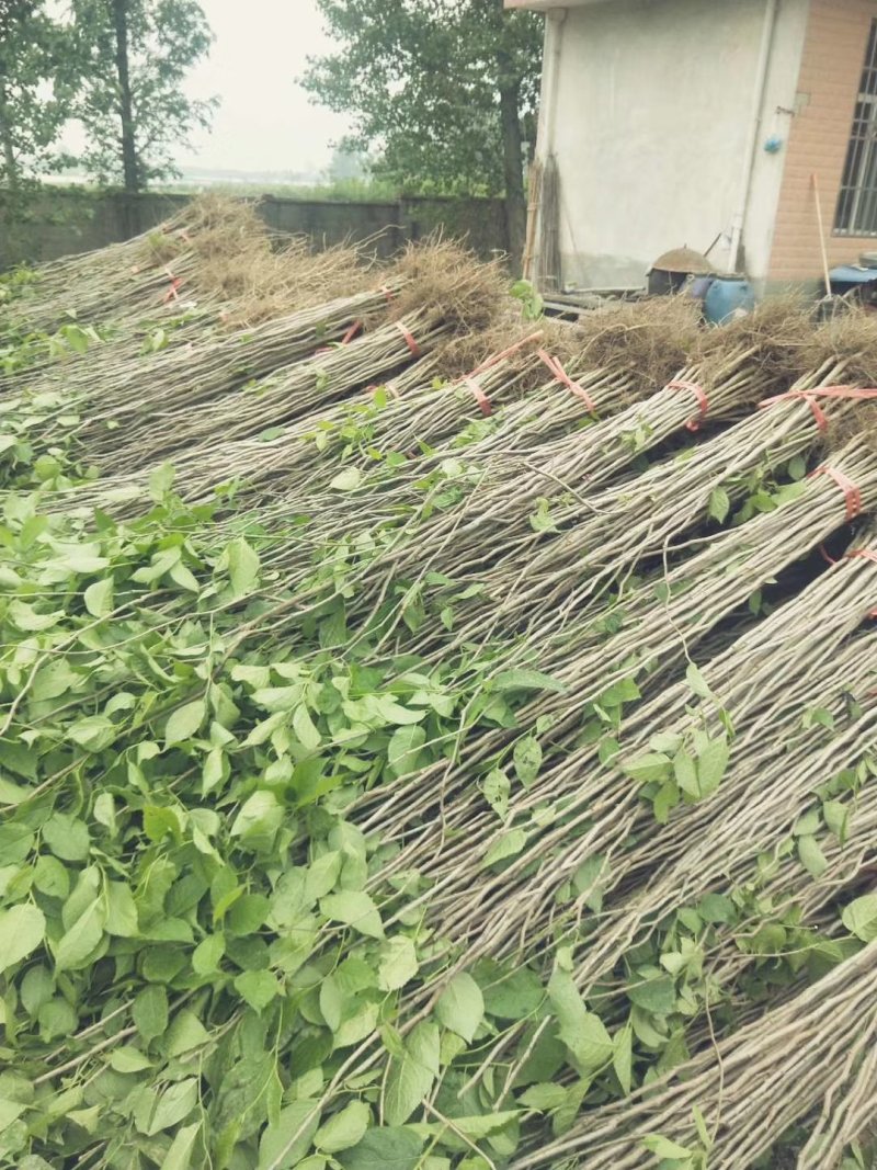 杜仲苗基地直供杜仲树苗，成活率高，量大从优，欢迎咨询