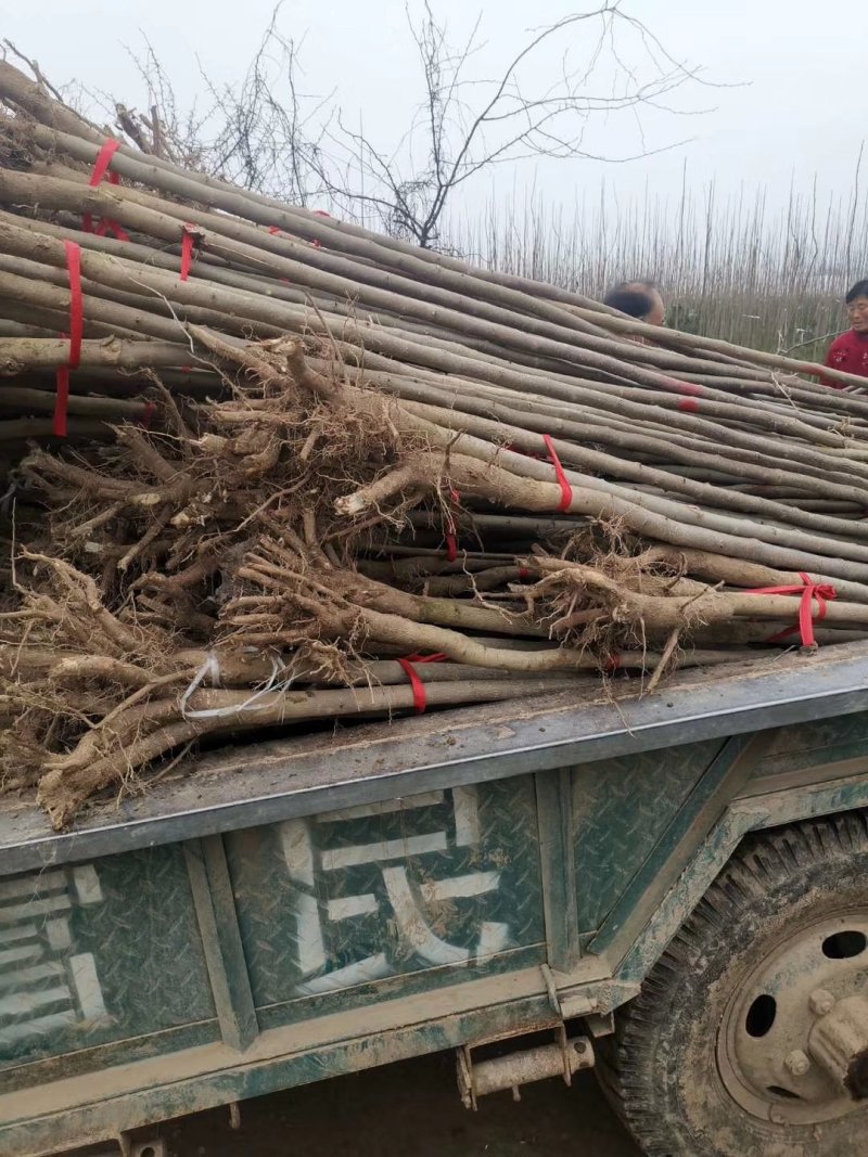 杜仲苗基地直供杜仲树苗，成活率高，量大从优，欢迎咨询
