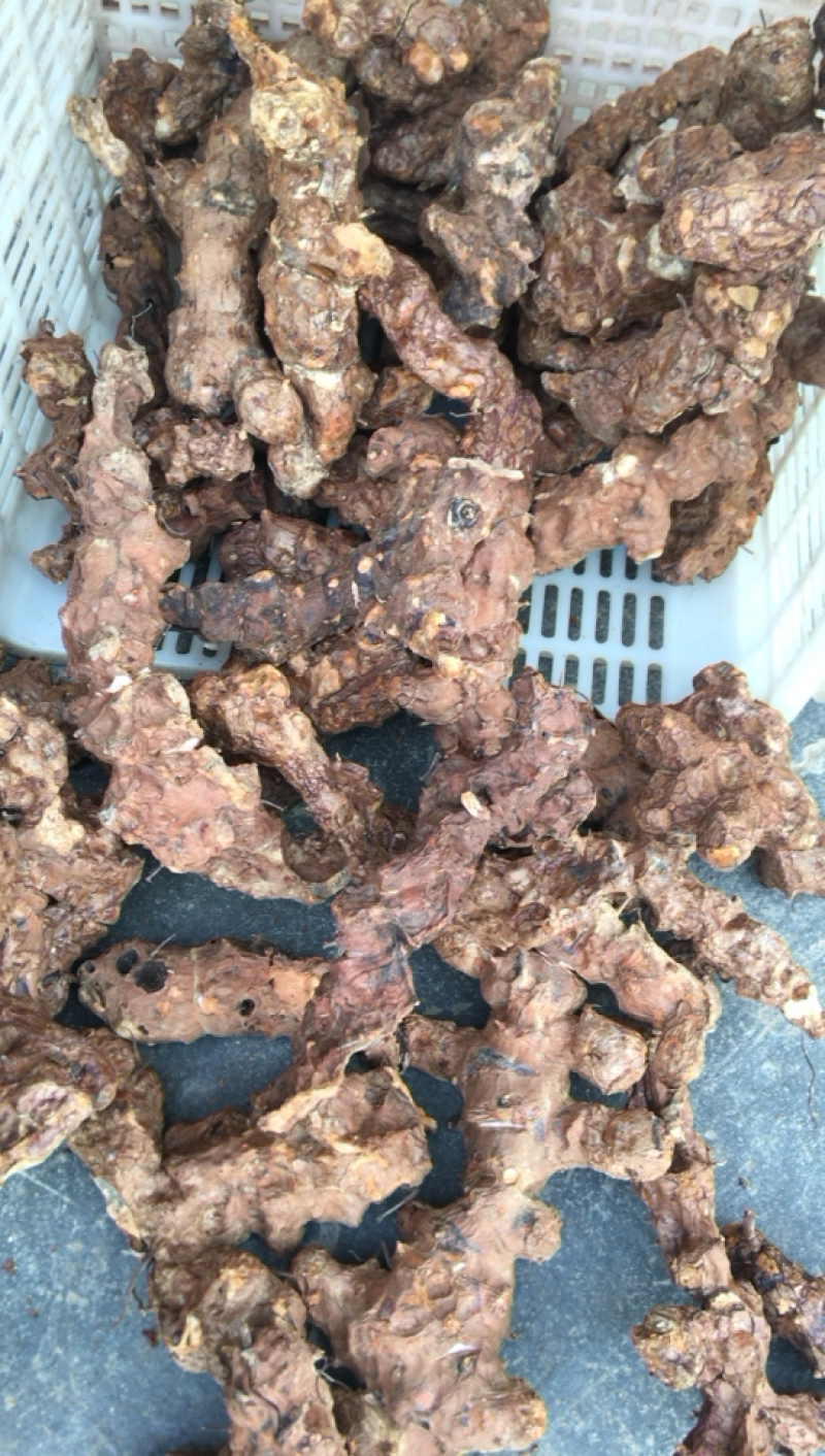 广西深山土茯苓