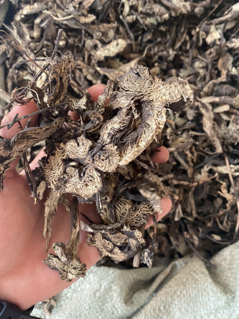 升麻东北货产地直销批发各种中药材