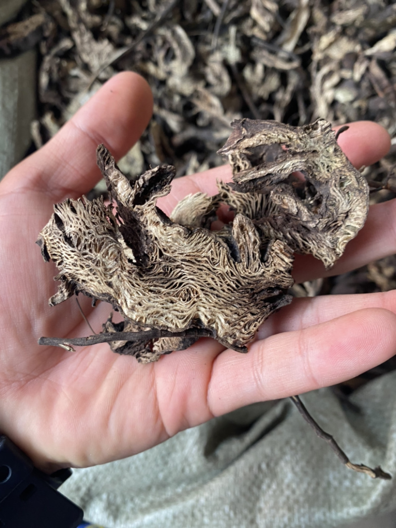 升麻东北货产地直销批发各种中药材