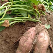 （龙薯九号）河南红薯产地直销全国发货，欢迎咨询。
