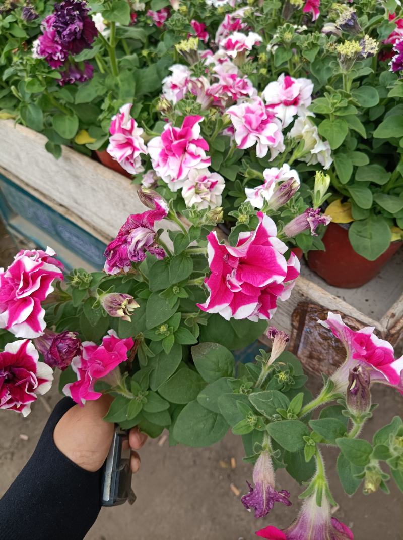 重瓣多色矮牵牛重瓣矮牵牛花期长